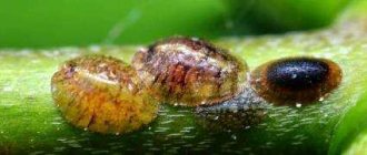 How to deal with scale insects on indoor plants