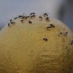 How to quickly get rid of onion midges?