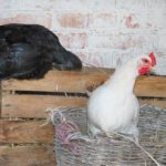 How to cheaply insulate a chicken coop for the winter