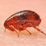 how to get rid of fleas in the house quickly at home