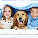 How to Get Rid of Fleas in the House Reviews