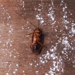 How to get rid of black and red cockroaches at home using folk methods, reviews