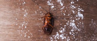 How to get rid of black and red cockroaches at home using folk methods, reviews