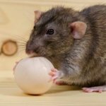 Как избавиться от крыс в частном доме: эффективные методы
