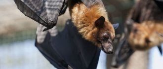 How to get rid of bats in your home