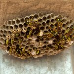How to get rid of wasps in the house