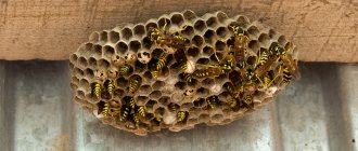 How to get rid of wasps in the house