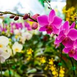 Как избавиться от паутинного и панцирного клеща на орхидеях