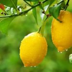 Как избавиться от паутинного клеща на лимоне