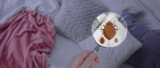 How to get rid of bed bugs?