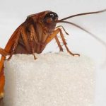 How to get rid of red cockroaches in an apartment quickly and using folk remedies
