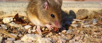How to get rid of the smell of mice in the house: effective tips and tricks