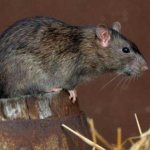 Как избавиться от земляной крысы на огороде