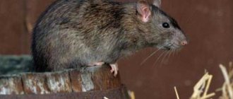 Как избавиться от земляной крысы на огороде
