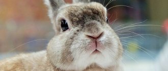 How do rabbits see colors?