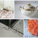 как найти гнездо муравьев в квартире