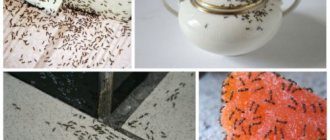 how to find an ants nest in an apartment