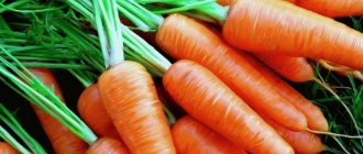 Как называется сорт мини моркови