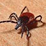 how to detect a tick