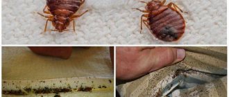 How to detect bedbugs in a sofa