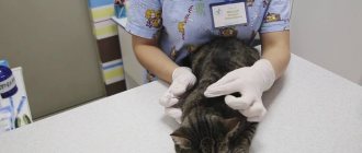 How to treat an animal for fleas