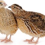 How to distinguish a female quail from a male