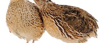 How to distinguish a female quail from a male