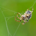 How a spider weaves its web