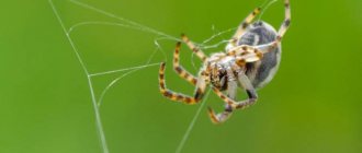 Как паук плетет свою паутину