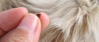 How is encephalitis transmitted in dogs?