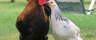 Как петухи оплодотворяют курицу