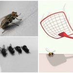 Как поймать или убить муху?
