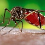 Как поймать комара