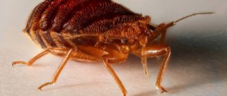 How to use a smoke bomb against bedbugs correctly: is it effective?