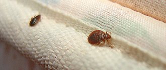 As a rule, numerous eggs, nymphs and excrement of bedbugs are found at such seams