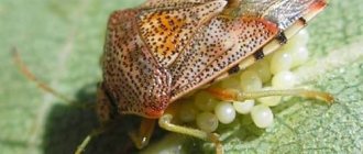 How do turtle bugs reproduce?