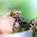 Как размножаются перепончатокрылые насекомые