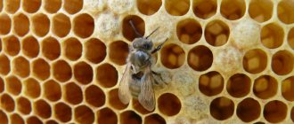 How beekeeping is developing in Bashkiria