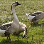 how to keep geese