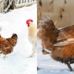 How to keep chickens in winter