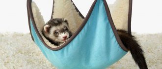 How a ferret sleeps: duration of sleep per day, in winter
