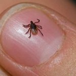 How to kill a tick