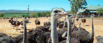 How to kill an ostrich