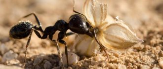 Как выбрать муравьев для фермикария