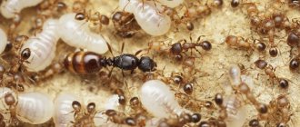 Как выглядит муравьиная матка