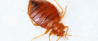What does a bedbug look like - photo of the bedbug