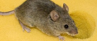 How to get mice out of the house: the most effective ways