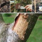 Как защитить деревья в саду от грызунов