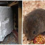 How to protect foam from mice and rats