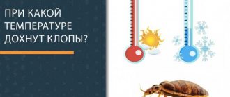 What temperature should it be for bedbugs, their eggs and larvae to die, will washing and ironing help against bedbugs